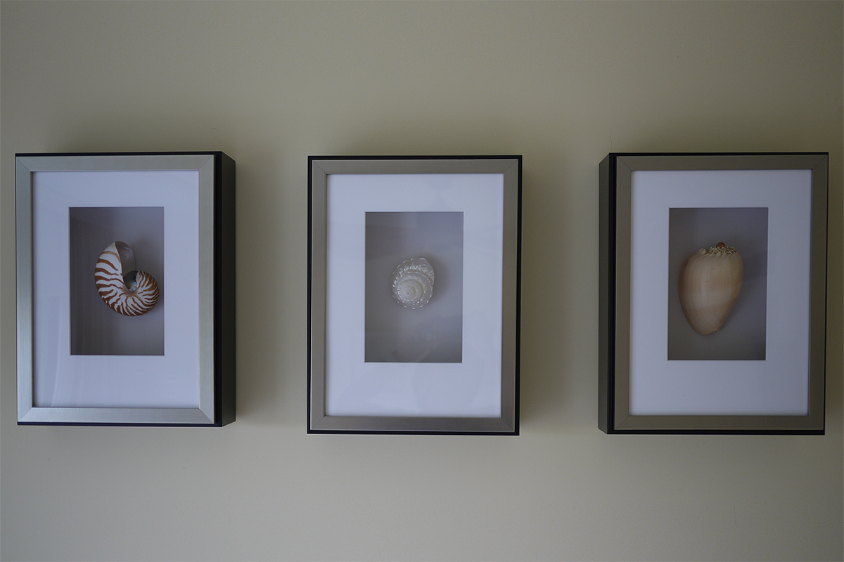 Three framed photos of shells mounted on a beige wall, left to right: striped shell, spiral white shell, smooth beige shell.