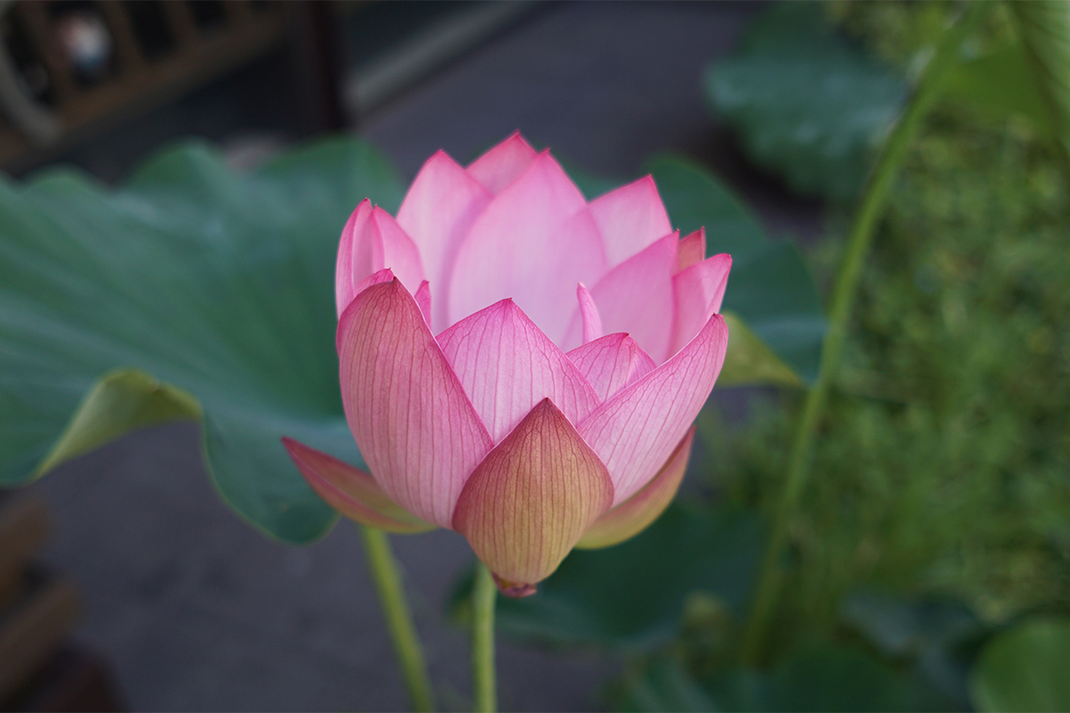 表参道歯科アールズクリニックが入居するビル入り口の花